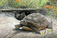 The Tortoise Tunnel -Canvas Print